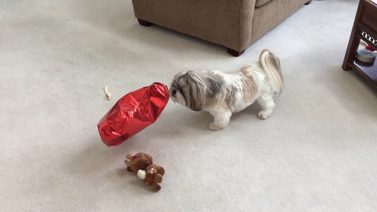 Is silly Lacey afraid of a balloon? 🤔🎈 Shih Tzu dog 🐾 YouTube