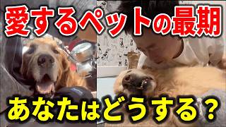 愛するペットの最期13選