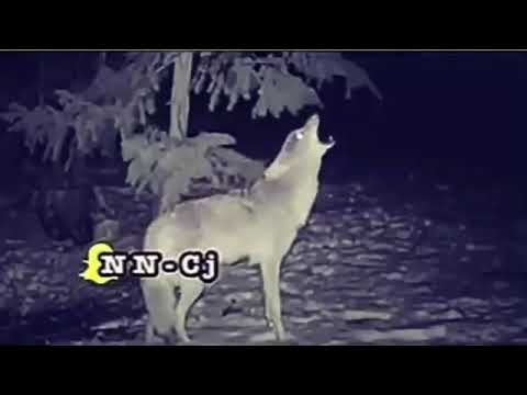 حالات واتساب قصيده عن الذيب
