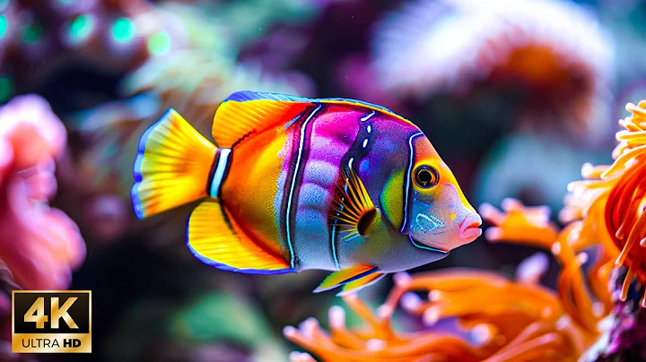 Stunning 4K (ULTRA HD) Underwater Wonders - Best 4K Sea Animals with Soothing Music
