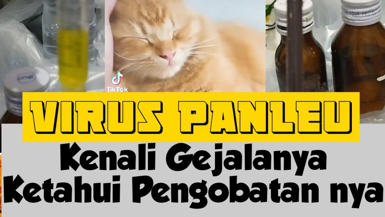 Cara Mengobati Virus Panleukopenia Dan Berapa Biaya Pengobatan nya