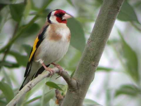 Les Oiseaux De Notre Région Midi Pyrénées The Birds Youtube