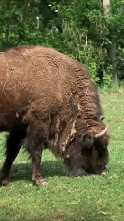 Bison Seram Lagi Makan Rumput