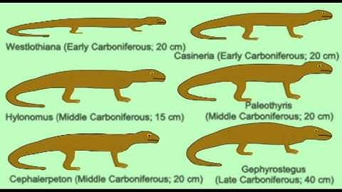 REPTILE EXAM: GEOLOGIC HISTORY OF REPTILES.avi