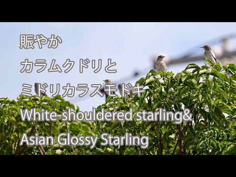 【賑やか】カラムクドリとミドリカラスモドキ　White-shouldered starling& Asian Glossy Starling