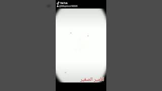 انا قلبي كله عمري كله