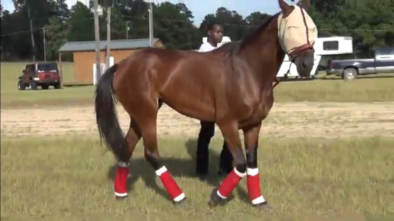 Stunning Tattooed Standardbred Race Horse at Gum Springs Riding Club