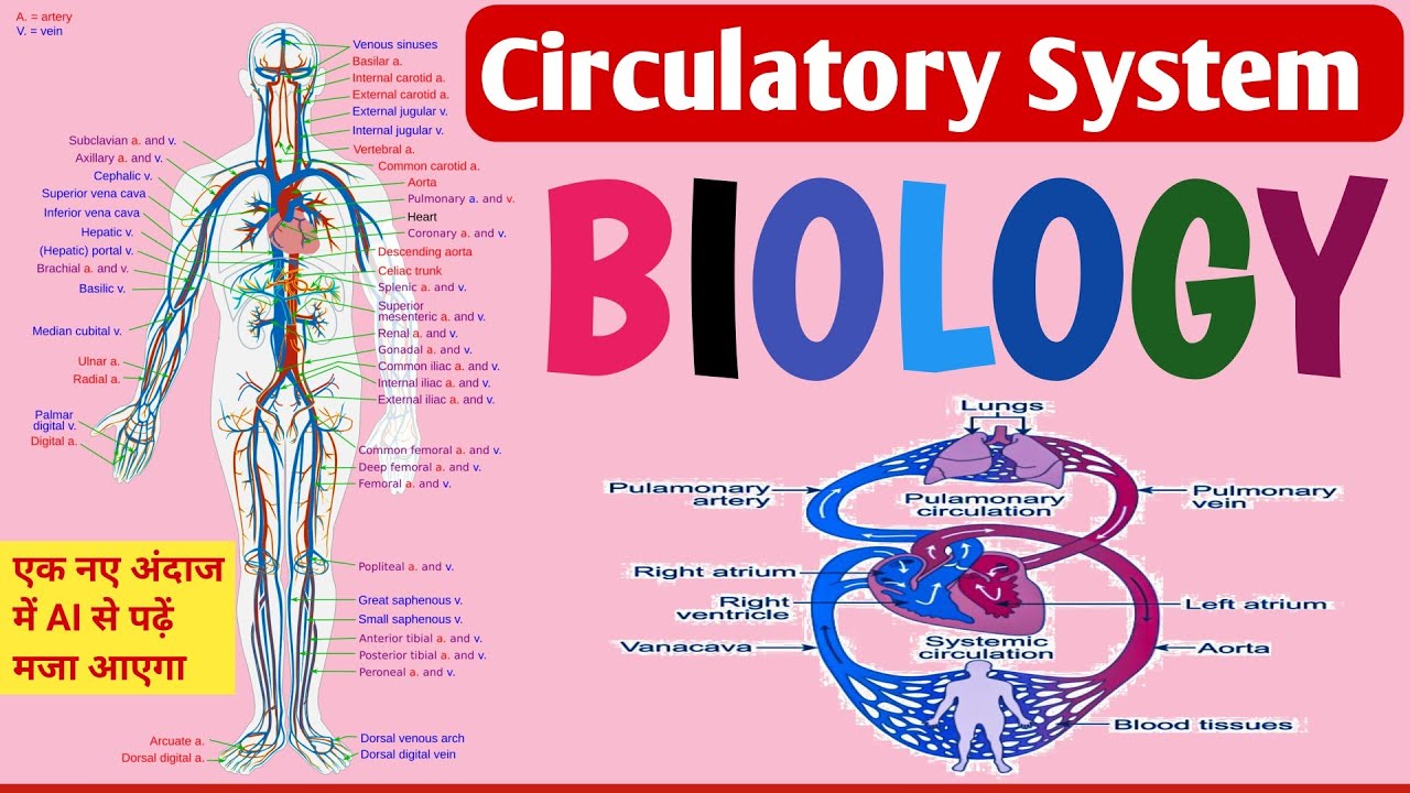 Science circulatory system||human circulatory system||@hindigkgsbysanjivsir ||मानव परिसंचरण तंत्र...