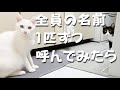 姉妹猫4匹の名前を順番に呼んだら来るのか?驚きの結果に!