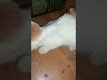 #cat #reesl #video