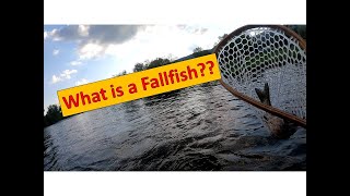 Fly Fishing the Magalloway River