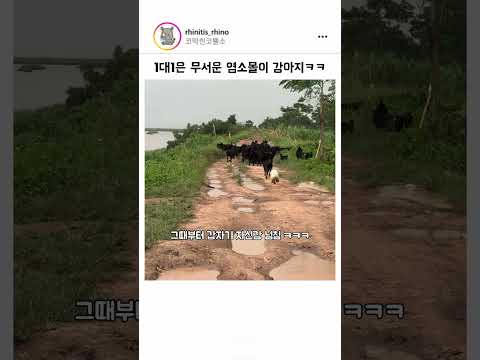 1대1은 무서운 염소몰이 강아지 ㅋㅋㅋ thumbnail