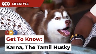 Get To Know: Karna, the Wooly Husky who loves roti canai and understands Tamil
