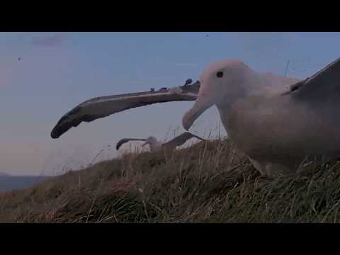 Āwheo Practices Hovering On Royal Albatross Cam (edited) | August 30, 2026