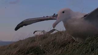 Āwheo Practices Hovering On Royal Albatross Cam (edited) | August 30, 2026