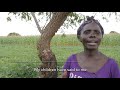 Conservation Farming in Zambia: Improving Yields & Improving Lives