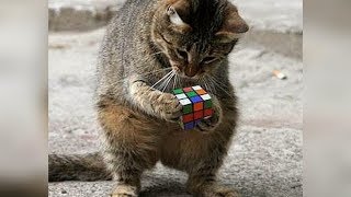😂 Cười Sảng Khoái Với Những Khoảnh Khắc Vui Nhộn Hài Hước Và Lầy Lội Nhất P15