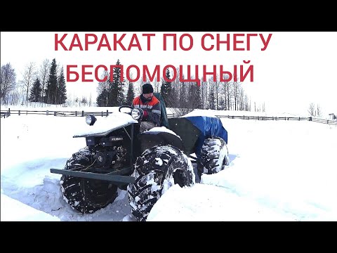 Каракат ОХОТНИК по снегу НЕ идёт.