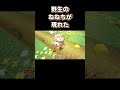 こうして、ねぽらぼが誕生した。(大嘘)