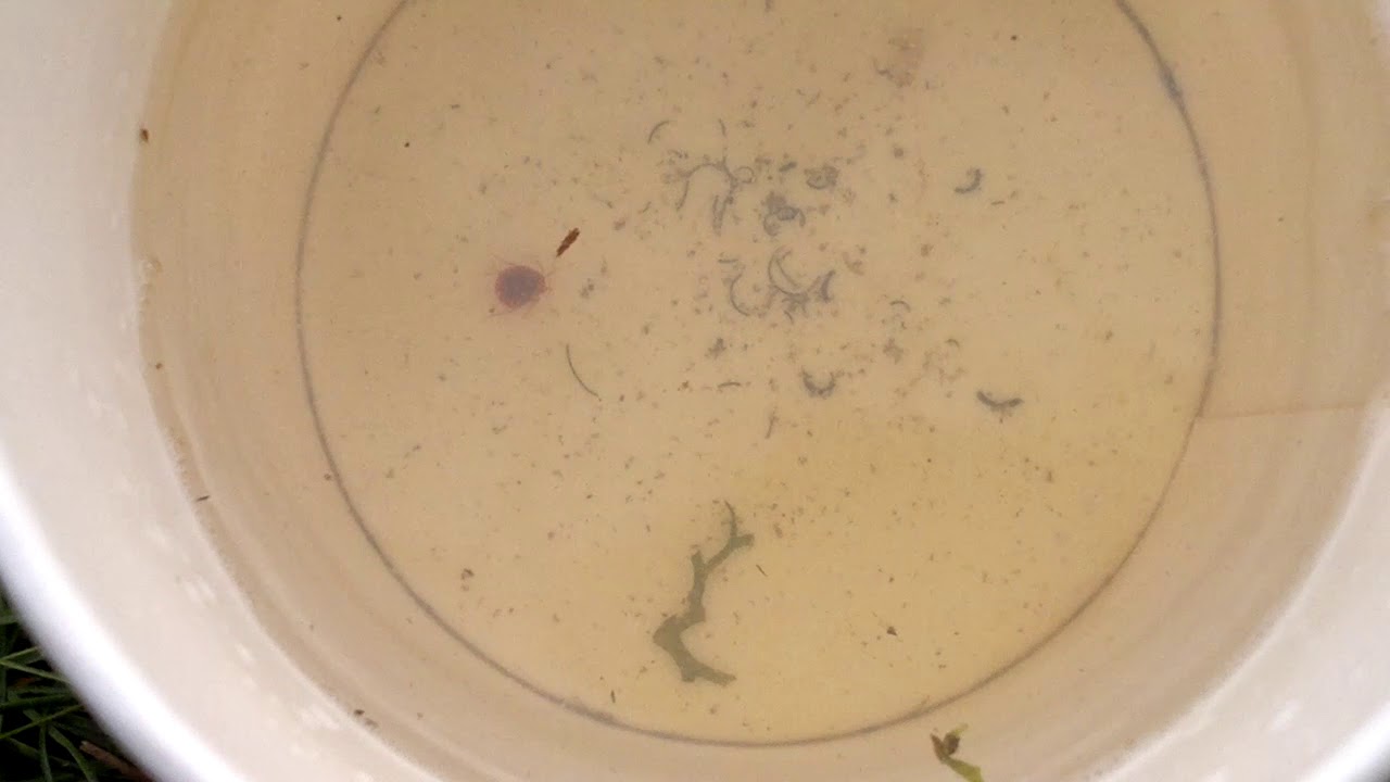 Водяной клещ - YouTube