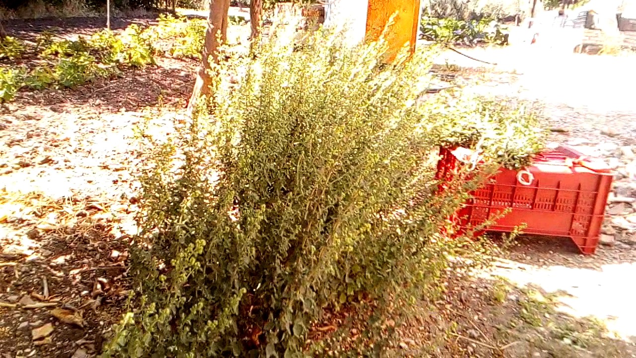Come rinvasare o trapiantare le orchidee?