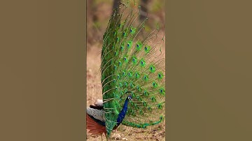 Wait for it… 🦚 #Peacock #India