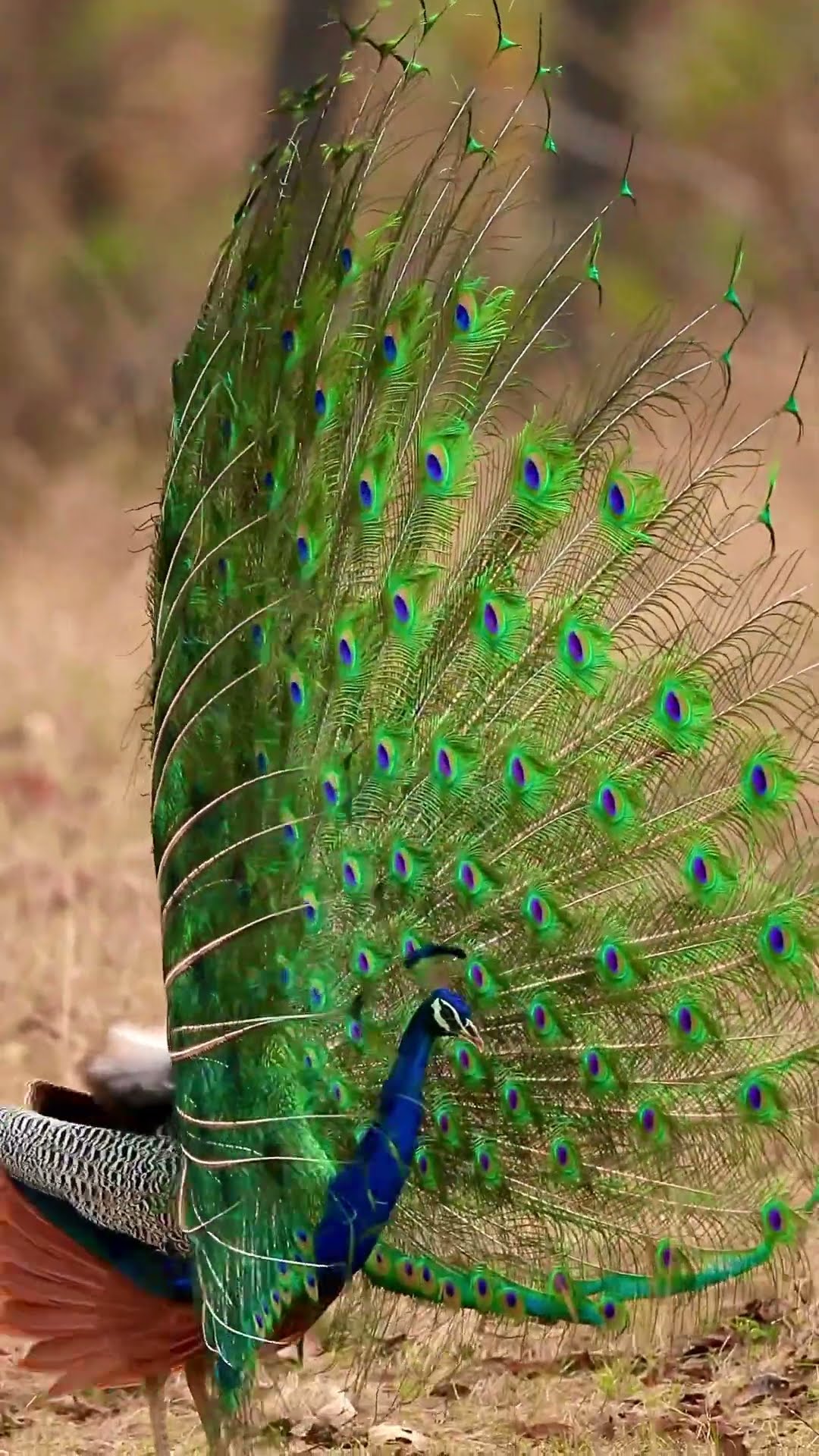 Wait for it… ? #Peacock #India