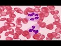 Histología del tejido sanguíneo CAPITULO 6