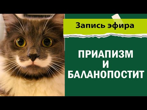 Видео: Что вызывает приапизм у собак?