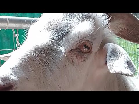 Кашемир, что это?