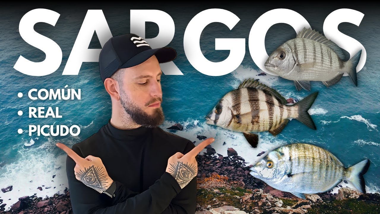CÓMO y DÓNDE pescar cada uno: Sargo común, Sargo Real y Sargo Picudo