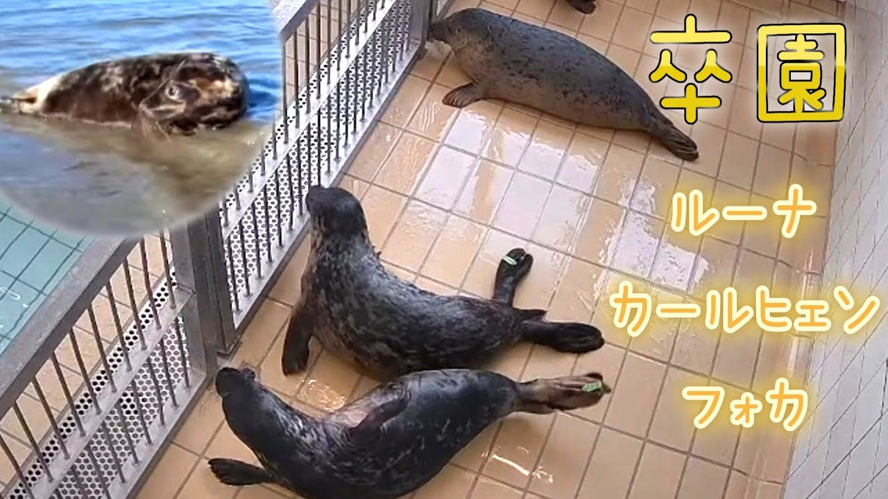 背泳ぎルーナ・ダンシングカールヒェン・ダンス当たられフォカ卒園 レッドシールとすぐにお友達になるオリー【アザラシ幼稚園】