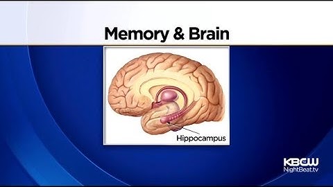 Specific Memories Erased Successfully In UC Davis Research Mice