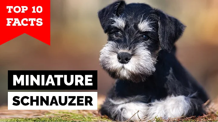 Miniature Schnauzer - Top 10 Facts - DayDayNews