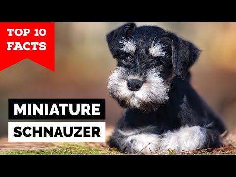 Video: Originile Schnauzerului miniatural