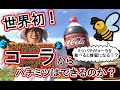 【実験】コーラとミツバチを使ってハチミツを作ってみた！！結果がやばいww