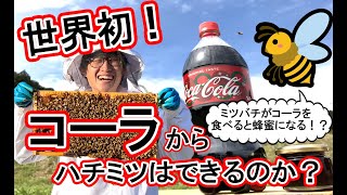 【実験】コーラとミツバチを使ってハチミツを作ってみた！！結果がやばいww