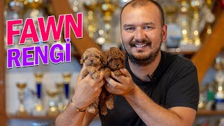 Poodle ozellikleri red rengi poodle lar ilerleyen yaslarda neden Apricot a doner