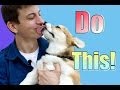 Why your Dog May Not Listen to You and How to Change it! Why your Dog May Not Listen to You and How to Change it!
