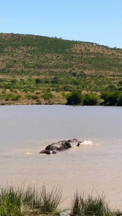 Bathing elephants in the wild, South Africa / Badende Elefanten in Südafrika