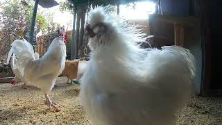 Backyard Chickens Long Relaxing Video Sounds Noises Hens Clucking Roosters Crowing ASMR!