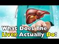What Does the Liver Do? The Organ Working 24/7 Inside Your Body [ID2036]