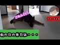 【ジャーマンシェパード】雨の日の休日は、ママがキレます（誰に？？）【German Shepherd Dog】