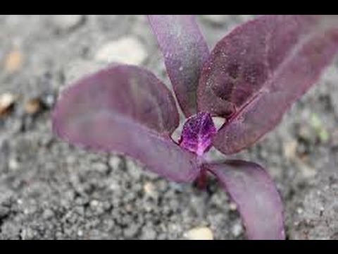 Vidéo: Orach Mountain Spinach - Informations sur la récolte des plantes d'Orach