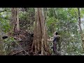 Foraging And Picking Mushrooms In The Tropical Rainforest, Survival Instinct, Wilderness Alone (ep42