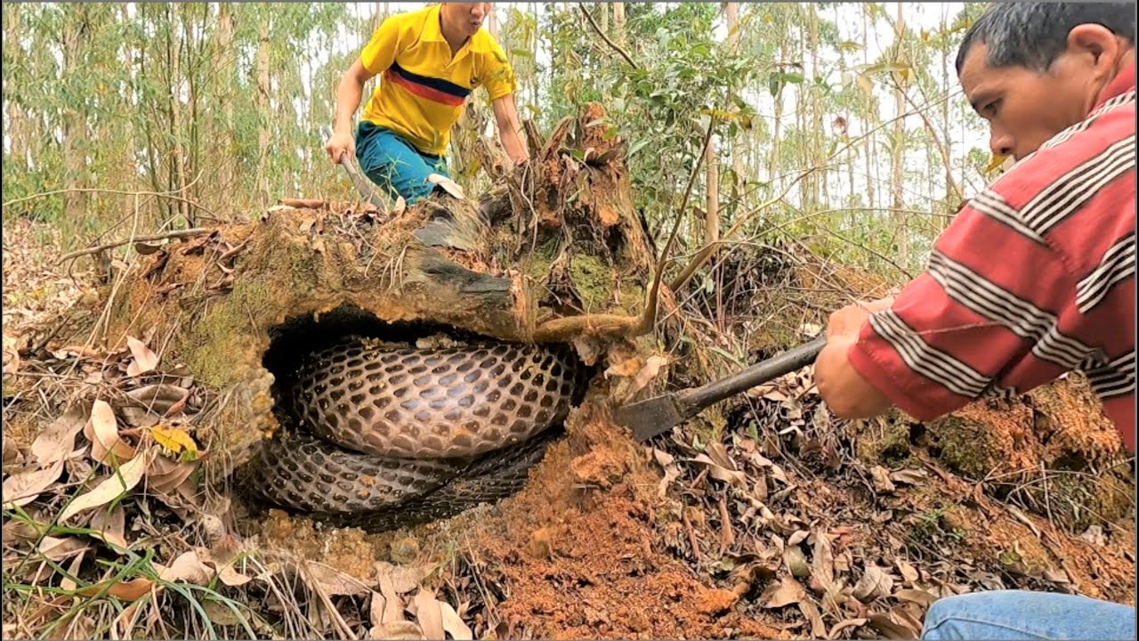Was horrified to discover a group of giant king cobras curled up in a ...