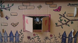 Tavşan Ve Kedi Artık Arkadaş Oldu Baba Kedi Dikkat Et