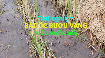 Trải nghiệm bắt ốc bươu vàng mùa nước nổi | Nông thôn Mới
