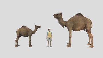 Canadian team finds evidence of giant Arctic camel
