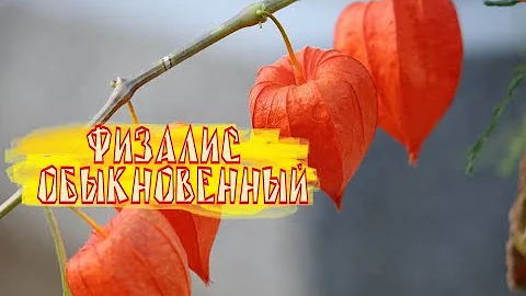 Физалис обыкновенный. Для чего нужен.